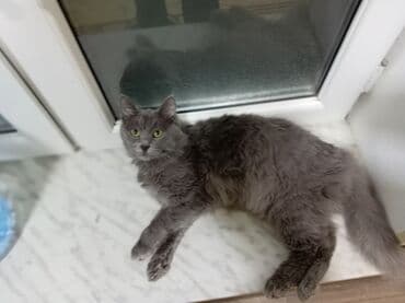 Yaxşı əllərə lalafo.az -da Yaxşı əllərə