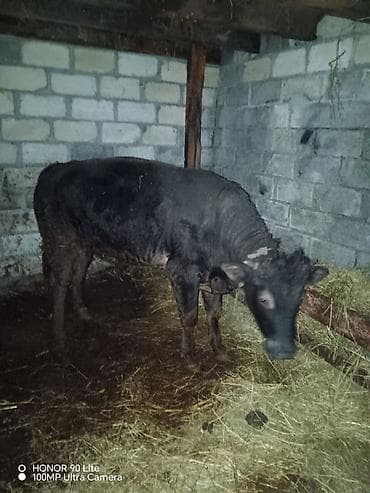 Qara rəngli buzov - Növ: mal-qara, buzov - Rəng: tam qara - Saxlanma lalafo.az -da Qara rəngli buzov - Növ: mal-qara, buzov - Rəng: tam qara - Saxlanma