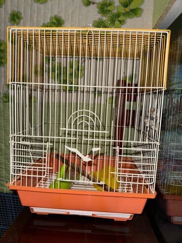 Gefesler papuqay xamyak cunqarik ucun lalafo.az -da Gefesler papuqay xamyak cunqarik ucun