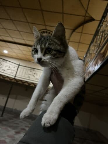 Yaxşı əllərə lalafo.az -da Yaxşı əllərə