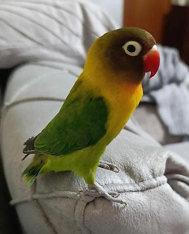 Sevimli agapornis (lovebird) — parlaq rəngli, evdə asanlıqla öyrəşən lalafo.az -da Sevimli agapornis (lovebird) — parlaq rəngli, evdə asanlıqla öyrəşən