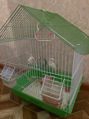 Mehebbetquşları satılır! Qefes ile birlikde 50 manat Elde dururlar🤩 lalafo.az -da Mehebbetquşları satılır! Qefes ile birlikde 50 manat Elde dururlar🤩