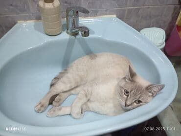 SAHIBLENDIRILIR
Dishi
peyvendli
qurd dermani verilib
1 yas lalafo.az -da SAHIBLENDIRILIR
Dishi
peyvendli
qurd dermani verilib
1 yas