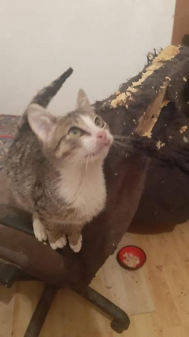 В добрые руки at lalafo.az В добрые руки