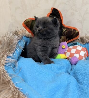 Britan, Erkək, Yaxşı əllərə lalafo.az -da Britan, Erkək, Yaxşı əllərə