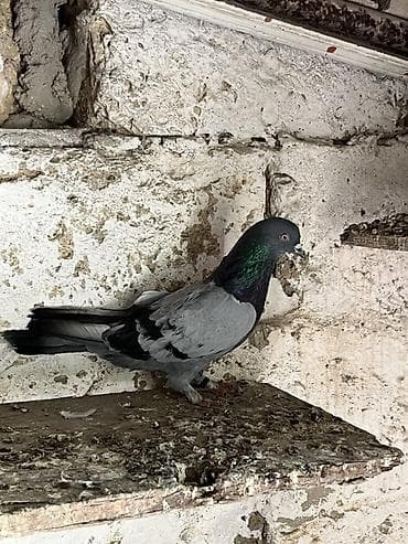Təmiz göydü ərkek maya cütdülər yumurtsya döyürlər lalafo.az -da Təmiz göydü ərkek maya cütdülər yumurtsya döyürlər