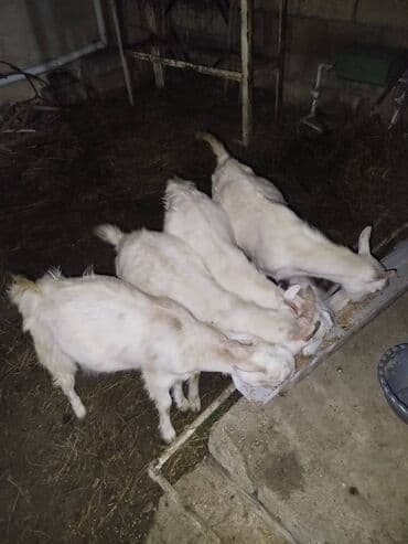 Salam.4 baş ağ sanen cəpişləri təcili satılır sağlam və super lalafo.az -da Salam.4 baş ağ sanen cəpişləri təcili satılır sağlam və super