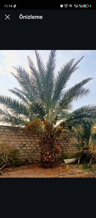 Finiks Palma Ağacı 6 Metrlik gövdə 2 metr elave 2 eded 3 metrlik var lalafo.az -da Finiks Palma Ağacı 6 Metrlik gövdə 2 metr elave 2 eded 3 metrlik var