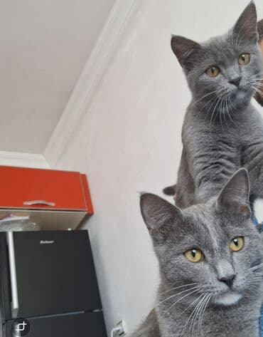 Dişi, Erkək, Yaxşı əllərə lalafo.az -da Dişi, Erkək, Yaxşı əllərə