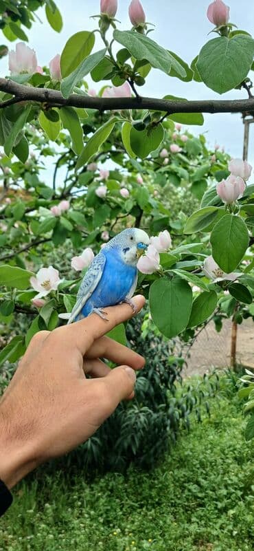 Dişi ve erkek Tutuquşular satılır. ələ öyresmis ve ele oyresdimeye lalafo.az -da Dişi ve erkek Tutuquşular satılır. ələ öyresmis ve ele oyresdimeye