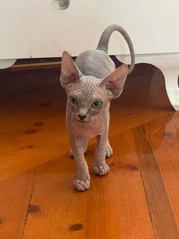 Sfinks, Erkək, Pulsuz çatdırılma, Ünvandan götürmə lalafo.az -da Sfinks, Erkək, Pulsuz çatdırılma, Ünvandan götürmə