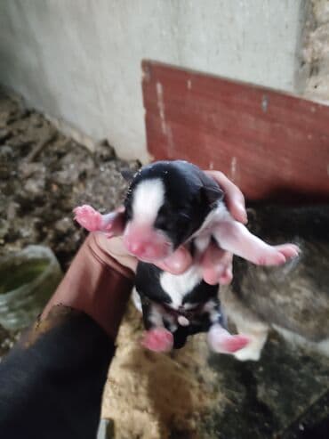 Xaski, 1 ay, Dişi lalafo.az -da Xaski, 1 ay, Dişi