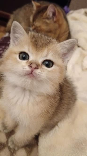 Qızıl şinşilla, Dişi, Yaxşı əllərə, Ödənişli çatdırılma lalafo.az -da Qızıl şinşilla, Dişi, Yaxşı əllərə, Ödənişli çatdırılma