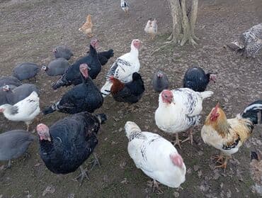 Qarışıq ev quşları satılır – hinduşka, toyuq və pintada (çiğildəmə) lalafo.az -da Qarışıq ev quşları satılır – hinduşka, toyuq və pintada (çiğildəmə)