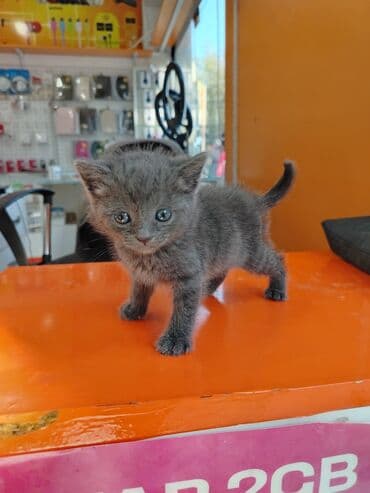 Şotland, Erkək, Ünvandan götürmə lalafo.az -da Şotland, Erkək, Ünvandan götürmə