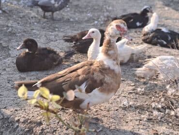 Варенье: Lal ördəklər satılır qiymət saya və cinsinə görə dəyişir at lalafo.az — 19 Варенье: Lal ördəklər satılır qiymət saya və cinsinə görə dəyişir — 19