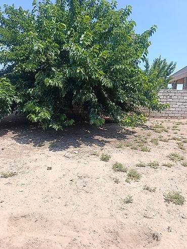 6 sot, Tikinti, Mülkiyyətçi, Kupça (Çıxarış) lalafo.az -da 6 sot, Tikinti, Mülkiyyətçi, Kupça (Çıxarış)