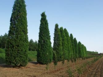 Удобрения: Thuja toxumları, sərv, Arizona sərv, mavi thuja, qərb thuja və şərq at lalafo.az — 17 Удобрения: Thuja toxumları, sərv, Arizona sərv, mavi thuja, qərb thuja və şərq — 17