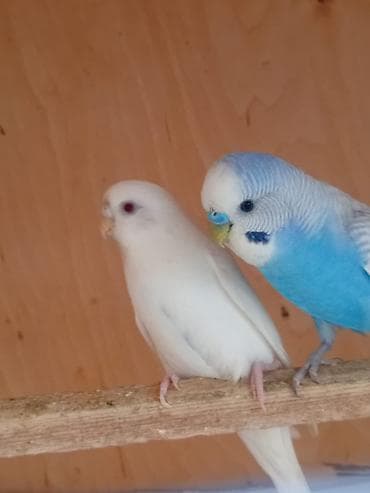 Bala veren cut quşlardi ag qirmizi goz dişi mavi erkeydi cavandilar lalafo.az -da Bala veren cut quşlardi ag qirmizi goz dişi mavi erkeydi cavandilar