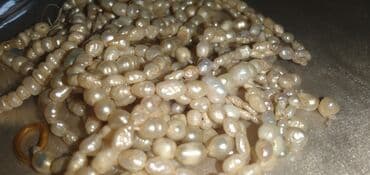 Qapıların təmiri: Qədimi təbii mirvariler, şekilde göründüyü kimidir. 700 ədəd,iri və lalafo.az -da — 1 Qapıların təmiri: Qədimi təbii mirvariler, şekilde göründüyü kimidir. 700 ədəd,iri və — 1