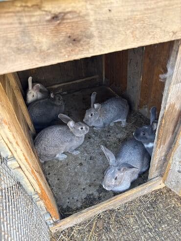 6 ədəd dovşandır satılır hamısın alana endirim olunacaq lalafo.az -da 6 ədəd dovşandır satılır hamısın alana endirim olunacaq
