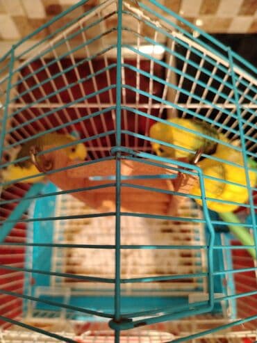 Gözəl Tutuquşları Hər Biri 6 Aylıq Tək Tək Satılmır! Hamısı 80manat lalafo.az -da Gözəl Tutuquşları Hər Biri 6 Aylıq Tək Tək Satılmır! Hamısı 80manat