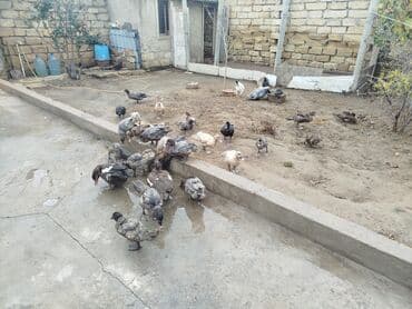 Dişi, | Lal ördək, Kuban, Macar, Ətlik, Ünvandan götürmə lalafo.az -da Dişi, | Lal ördək, Kuban, Macar, Ətlik, Ünvandan götürmə