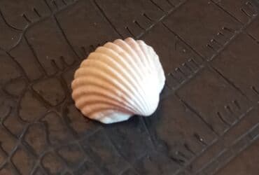 Dekor üçün.Çox sayda fərqli ölçülərdə təbii balıqqulağı . Digər lalafo.az -da Dekor üçün.Çox sayda fərqli ölçülərdə təbii balıqqulağı . Digər