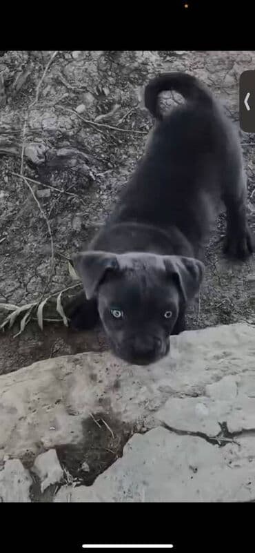 Kane-Korso, 2 ay, Dişi, Peyvəndli, Ünvandan götürmə lalafo.az -da Kane-Korso, 2 ay, Dişi, Peyvəndli, Ünvandan götürmə
