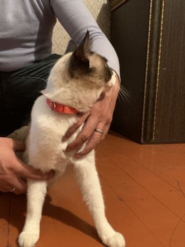 Siam, Erkək, Pulsuz çatdırılma lalafo.az -da Siam, Erkək, Pulsuz çatdırılma