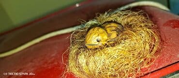 Fiqur, rəng - Qəhvəyi lalafo.az -da Fiqur, rəng - Qəhvəyi