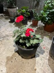 Удобрения: Qırmızı çiçəkləri olan saksı geranium (Pelargonium) - Parlaq qırmızı at lalafo.az — 2 Удобрения: Qırmızı çiçəkləri olan saksı geranium (Pelargonium) - Parlaq qırmızı — 2