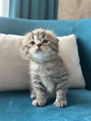 Şotland, Erkək, Ünvandan götürmə lalafo.az -da Şotland, Erkək, Ünvandan götürmə