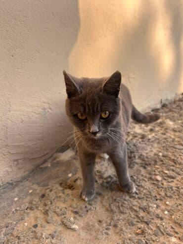 Boz rəngli gözəl pişik balası - Rəng: tünd boz (bütöv), sinəsində lalafo.az -da Boz rəngli gözəl pişik balası - Rəng: tünd boz (bütöv), sinəsində