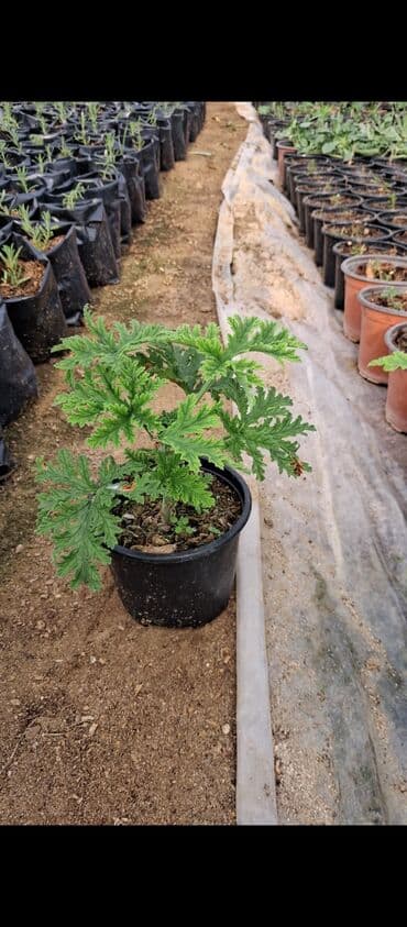 Məhsul: Saksıda ətirşah (Pelargonium graveolens) – ətirli, parçalı lalafo.az -da Məhsul: Saksıda ətirşah (Pelargonium graveolens) – ətirli, parçalı