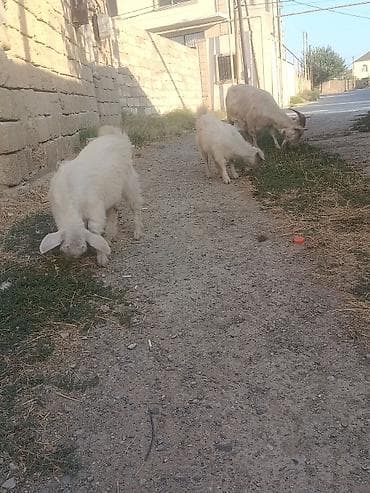 Tam sağlam keçiləri Altında əkiz bala biri dişi bir erkeyi Heyvan lalafo.az -da Tam sağlam keçiləri Altında əkiz bala biri dişi bir erkeyi Heyvan