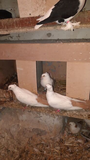 Abrez cutler bala veren quwlardi cutu 30m. ve qiymet sondu lalafo.az -da Abrez cutler bala veren quwlardi cutu 30m. ve qiymet sondu