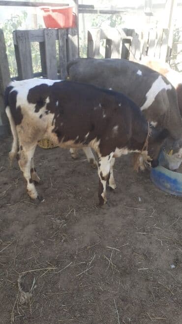 5aylıq ivanovka dişi qiyməti 1450m lalafo.az -da 5aylıq ivanovka dişi qiyməti 1450m