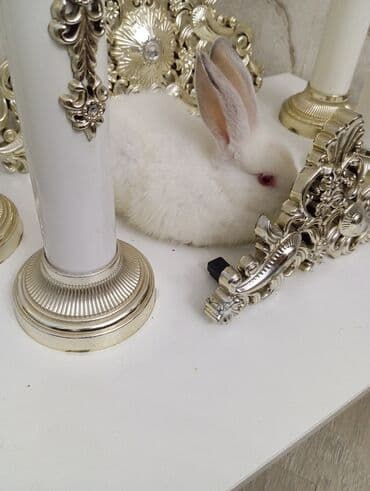 Ağ rəngli dekorativ dovşan Erkey dovşandi sortu cinsdi qırmızı gözlü lalafo.az -da Ağ rəngli dekorativ dovşan Erkey dovşandi sortu cinsdi qırmızı gözlü