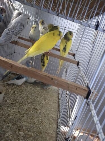 Biri 10 manat qefesde var Ünvan Bileceri lalafo.az -da Biri 10 manat qefesde var Ünvan Bileceri