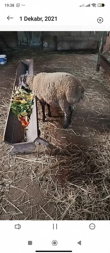 Qoyun – ətlik və damazlıq üçün - Sağlam, otlaq və tövlə şəraitinə lalafo.az -da Qoyun – ətlik və damazlıq üçün - Sağlam, otlaq və tövlə şəraitinə