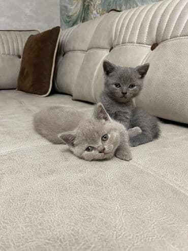 Şotland, Erkək, Dişi lalafo.az -da Şotland, Erkək, Dişi