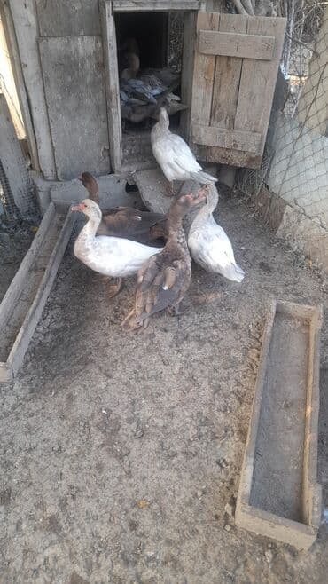 Krasnadar lal ördəyləri satılır 3 dişi mirvari 30 azn 2 erkəy lalafo.az -da Krasnadar lal ördəyləri satılır 3 dişi mirvari 30 azn 2 erkəy