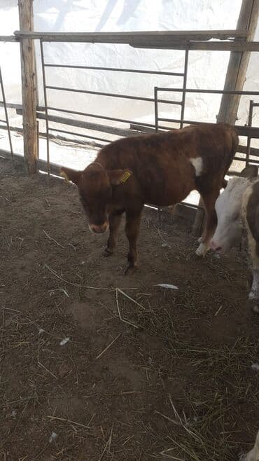 Avqust erkək 2aylıq ot yem yeyir 1200m lalafo.az -da Avqust erkək 2aylıq ot yem yeyir 1200m