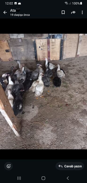 Dişi, | Macar, Damazlıq, Ünvandan götürmə, Ödənişli çatdırılma lalafo.az -da Dişi, | Macar, Damazlıq, Ünvandan götürmə, Ödənişli çatdırılma