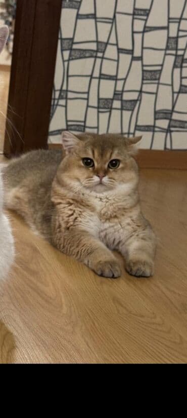 Britan, Erkək, Cütləşmə üçün lalafo.az -da Britan, Erkək, Cütləşmə üçün