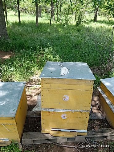 Arılar üçün taxta pətəklər - Material: sıx taxtadan yığılmış korpus lalafo.az -da Arılar üçün taxta pətəklər - Material: sıx taxtadan yığılmış korpus