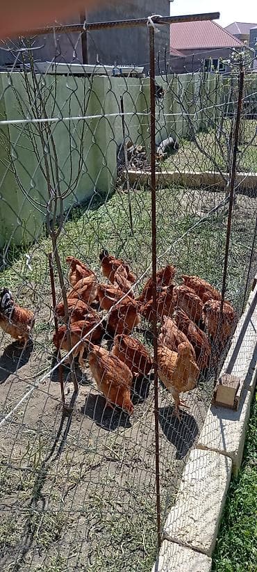 Toyuq, Yumurtalıq, Ödənişli çatdırılma lalafo.az -da Toyuq, Yumurtalıq, Ödənişli çatdırılma