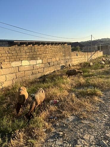 Dişi, il: 1, Damazlıq lalafo.az -da Dişi, il: 1, Damazlıq