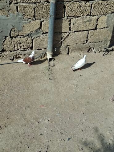 Tutulma goyercinlerdi ikiside qiymet ikisine aitdi mayadi her ikiside lalafo.az -da Tutulma goyercinlerdi ikiside qiymet ikisine aitdi mayadi her ikiside